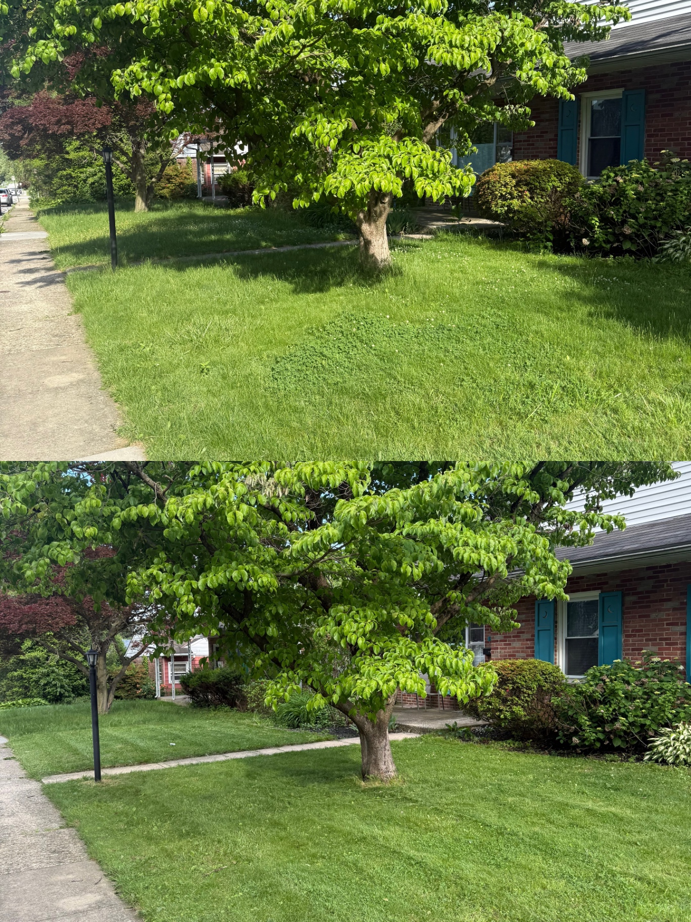 Lawn mowing before and after